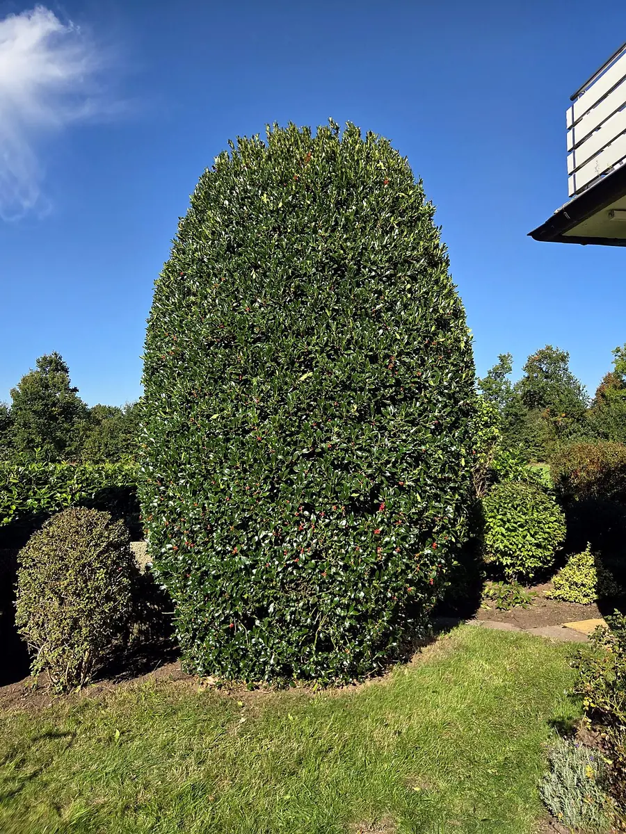 Stechpalme (Ilex) nach dem Formschnitt – sauber in Form gebracht